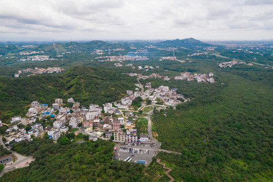 高州根子貢園荔枝田