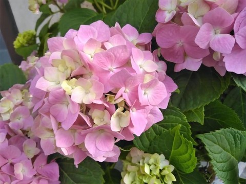 繡球花