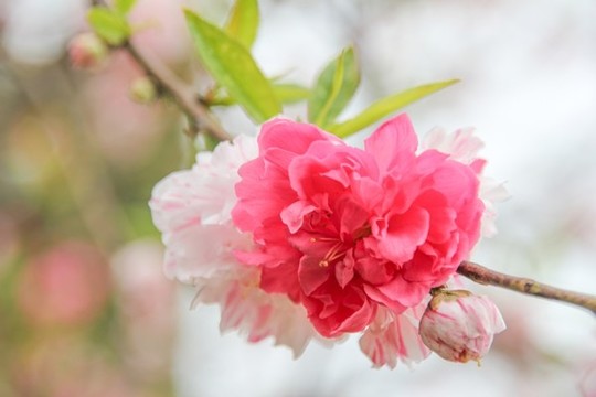 多色桃花