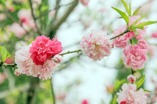 桃花園