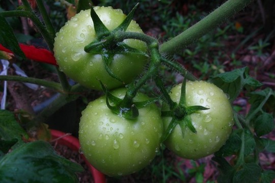 番茄