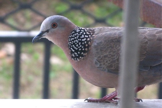 斑鳩