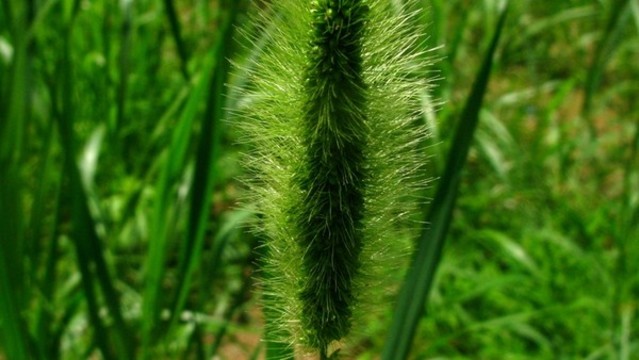 狗尾草