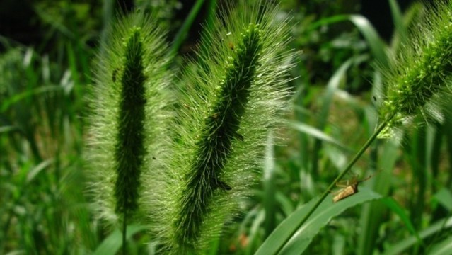 狗尾草