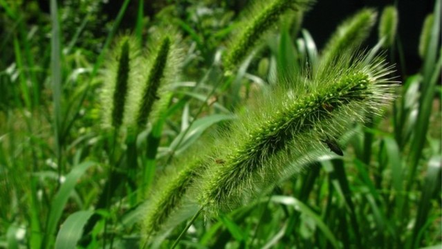 狗尾草