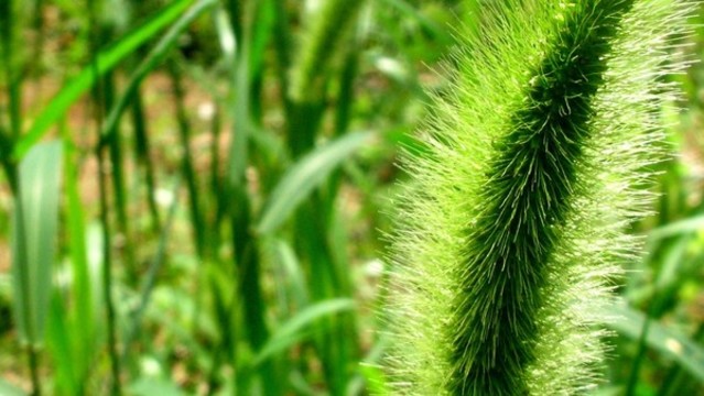 狗尾草