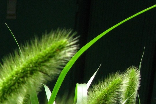 狗尾草