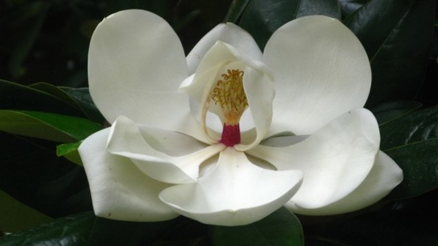 荷花玉蘭