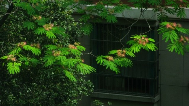 合歡