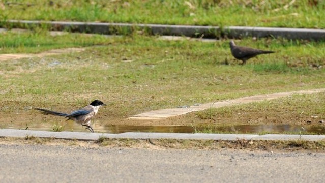 灰喜鵲