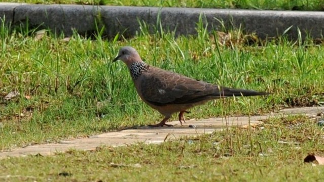 斑鳩