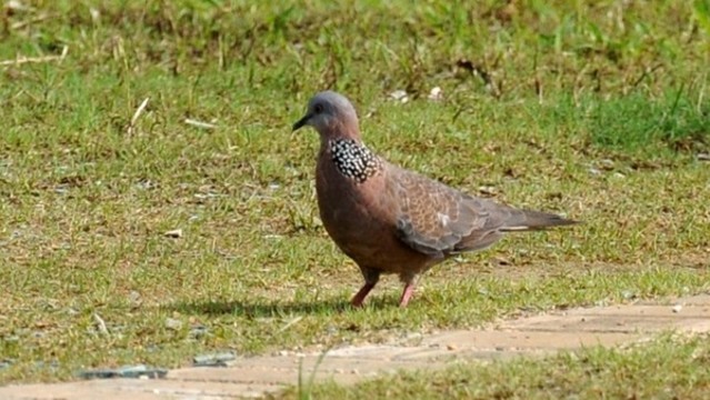 斑鳩