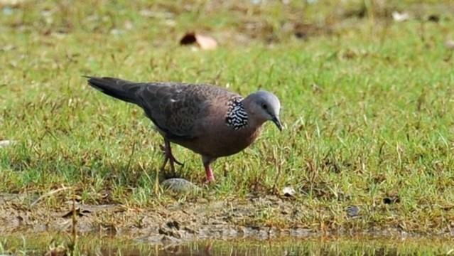 斑鳩
