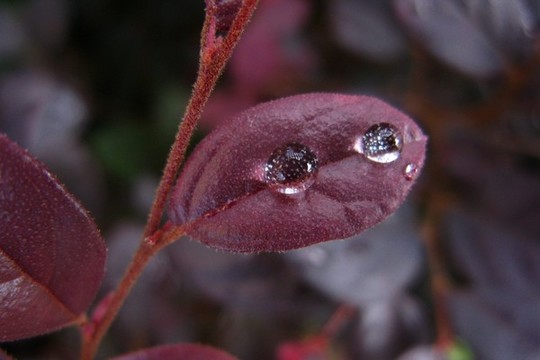 紅花檵木