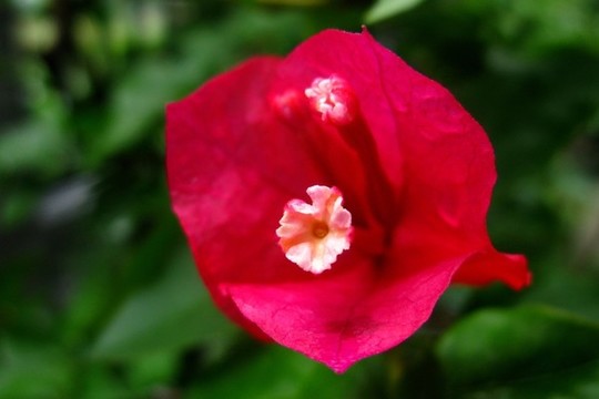 葉子花