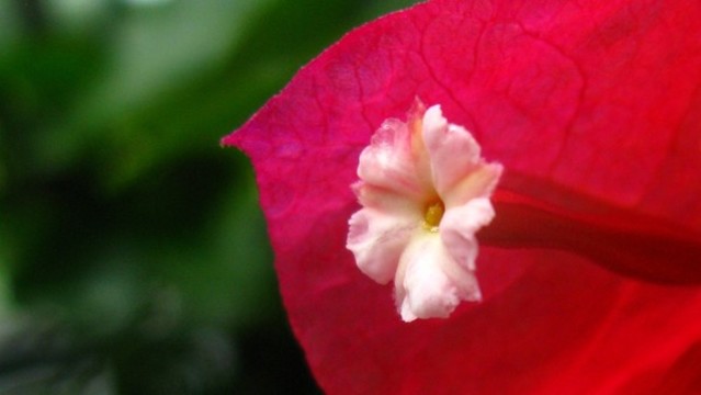 葉子花