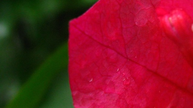葉子花