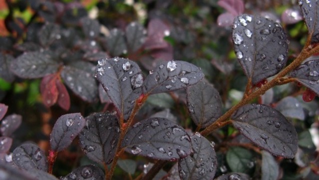 紅花檵木