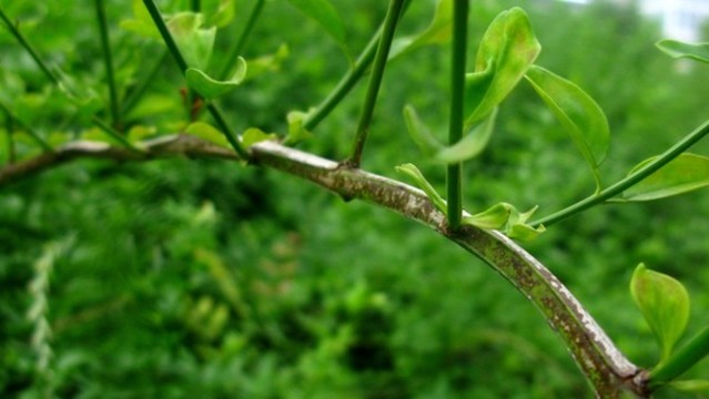 迎春花