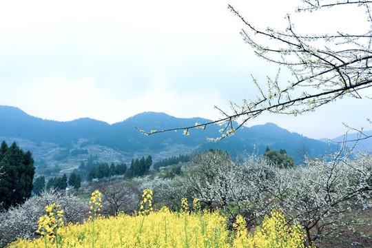 山花爛漫