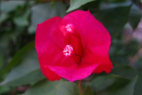 葉子花