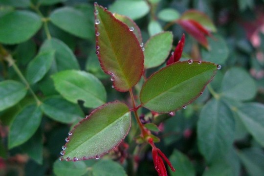 月季花