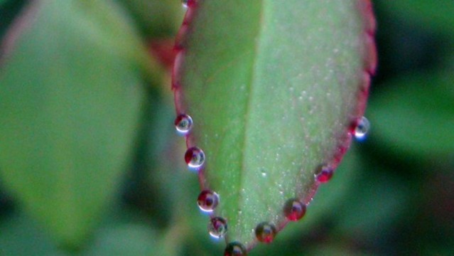 月季花