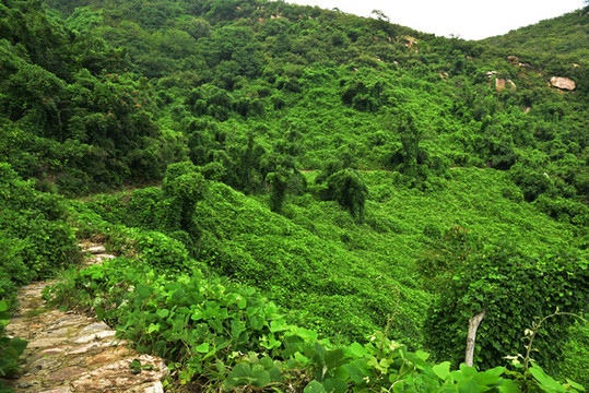 河北石家莊平山縣藤龍山風(fēng)景區(qū)