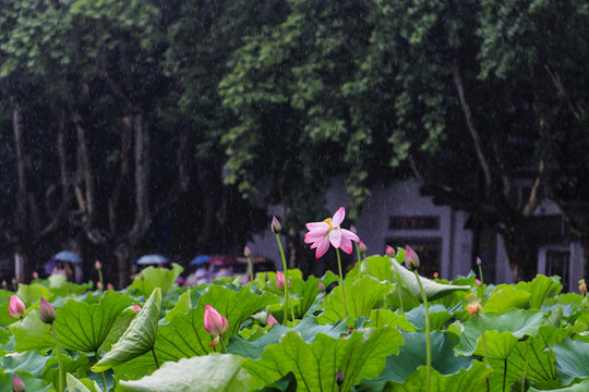 杭州曲院風荷公園