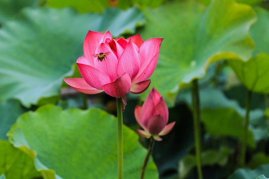 杭州曲院風(fēng)荷公園