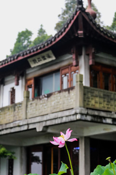 杭州曲院風(fēng)荷公園