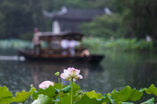 杭州曲院風(fēng)荷公園