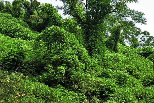 河北石家莊平山縣藤龍山風(fēng)景區(qū)
