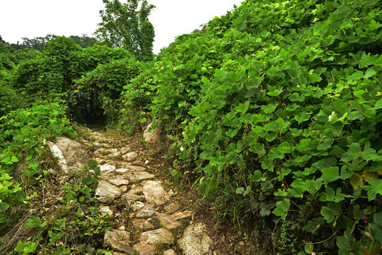 河北石家莊平山縣藤龍山景區(qū)
