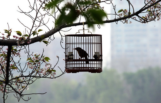 鳥籠