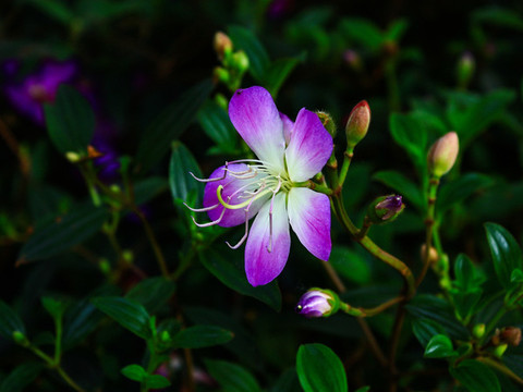 杭州西溪花朝節(jié)