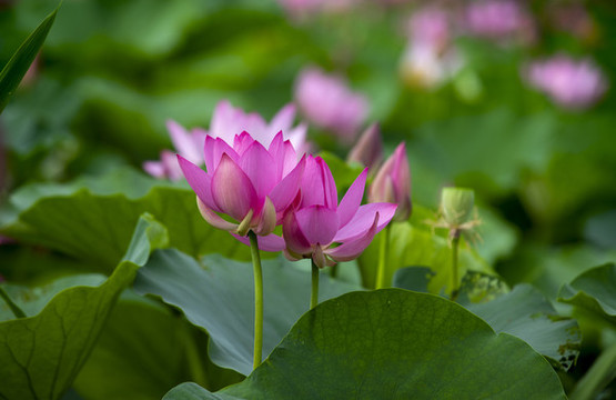 粉色荷花