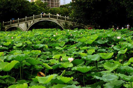 荷塘石拱橋