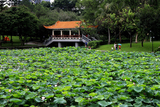 洪湖公園荷塘廊橋