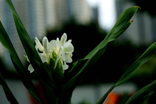 姜花