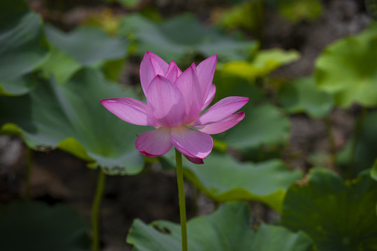 粉色荷花