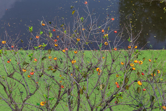 杭州西溪湿地秋色