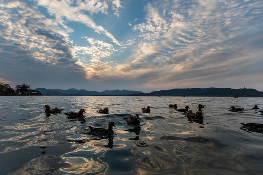 杭州西湖鴛鴦