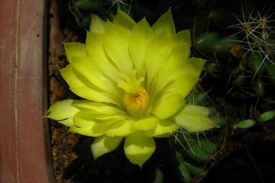 仙人球花