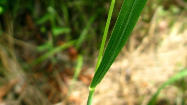 棒頭草
