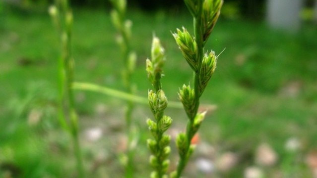 黑麥草