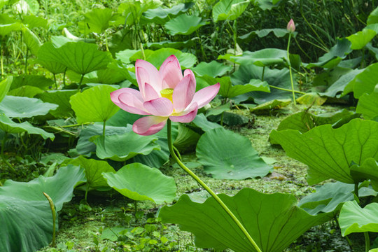 湖北洪湖荷花