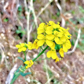 抓住春天的一束油菜花