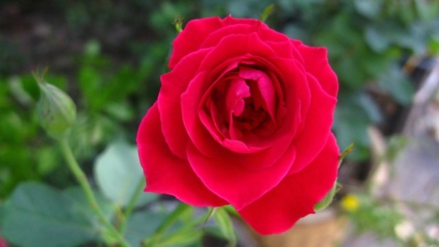 月季花