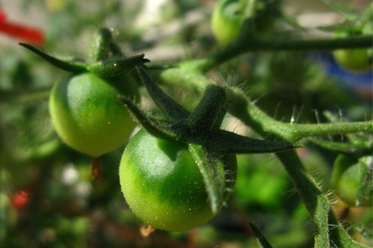 番茄